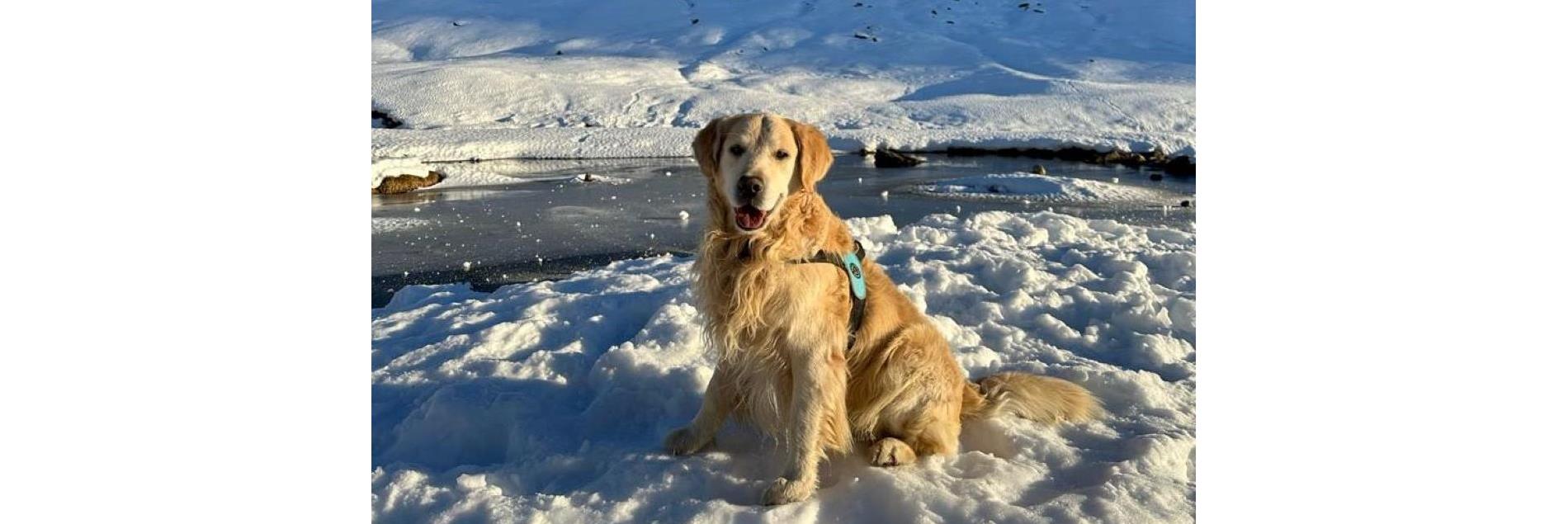 hund-im-schnee-quer