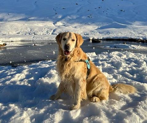 hund-im-schnee-quer